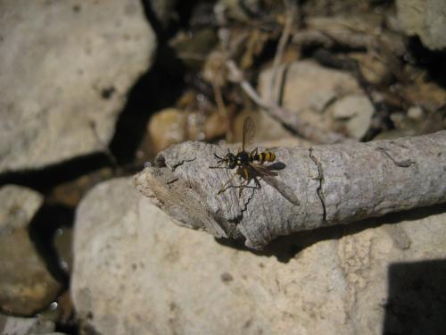Réf. 197 004 : Leopoldius coronatus